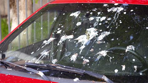 Bird Poop On Car What You Can Do About It