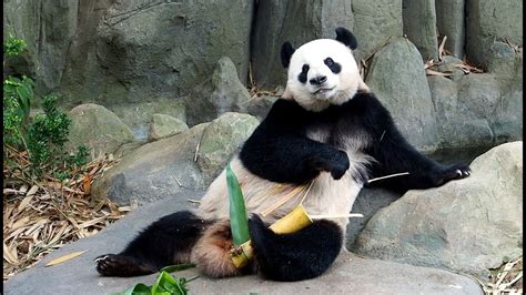 20221020 Giant Panda Jia Jia 嘉嘉 Was Out For Lunch River Wonders