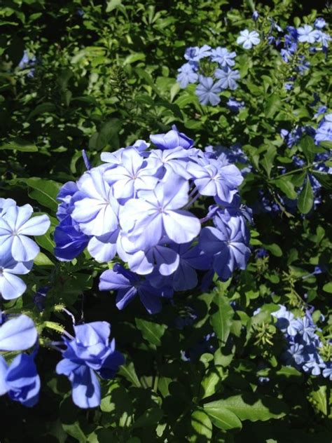 Cape Plumbago Plumbago Auriculata Appears To Be A Shrub That Has A