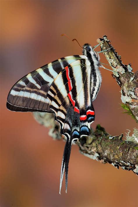 Zebra Swallowtail Butterfly Eurytides Photograph By Darrell Gulin Pixels
