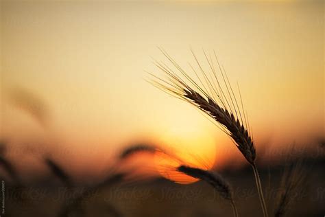 Wheat Field Nature Sunset Sun Landscape By Stocksy Contributor Ilya