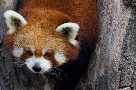 ‎read it and weep used to be a podcast about bad books. Red Panda Pictures That Make You Say "Awww"