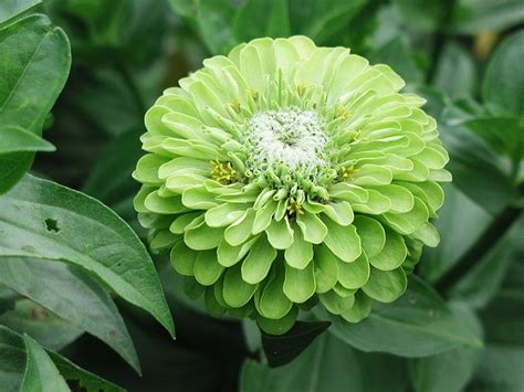 Green Flowers For Gardens And Arrangements Dengarden