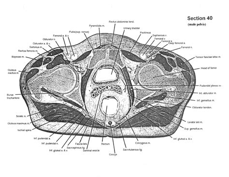 As shown in figure 2. Cross-sectional Human Anatomy