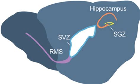 Nsc Migration In Adult Brain Sagittal Representation Of An Adult Mouse