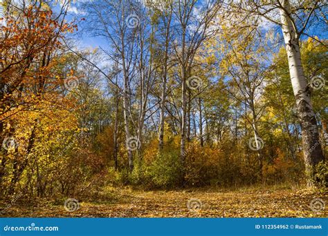 Beautiful Autumn Landscape View Of The Birch Forest Stock Photo