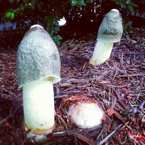 Phallic Mushrooms Who Knows Flora And Fauna Avocado Stuffed
