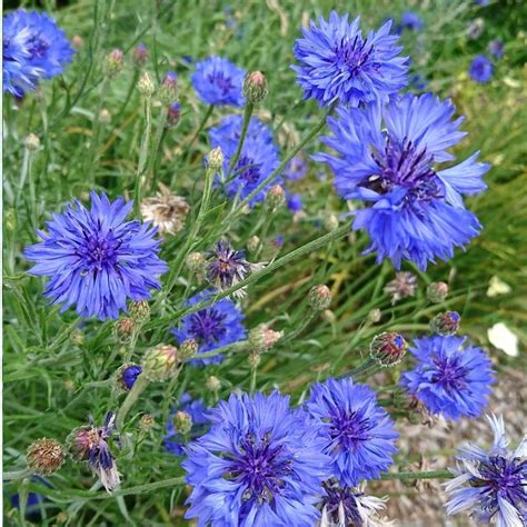 Cornflower Blue Boy Seeds The Seed Collection