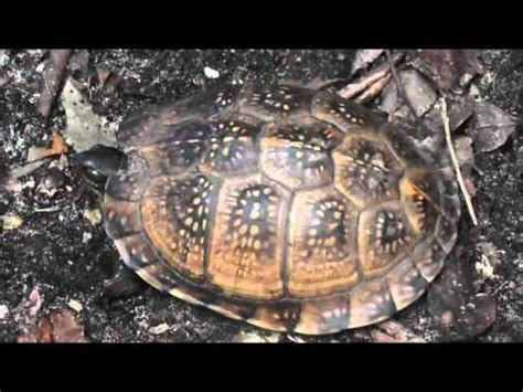Gulf coast box turtle for sale. Gulf Coast Box Turtle - YouTube
