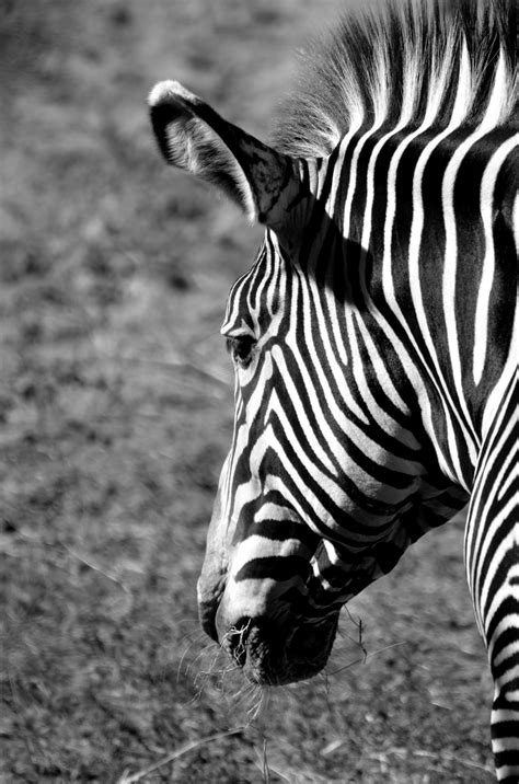 Zebra Background Free Stock Photo Public Domain Pictures