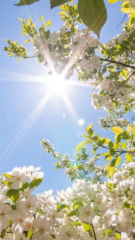 Spring Background White Blooming Tree Sun Shining Blue Skies Phone In