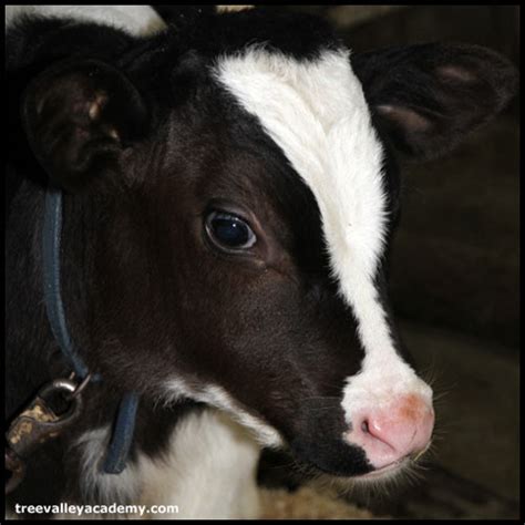 Baby Calves On A Dairy Farm The Animal Cost Of Our Dairy Industry