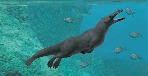 Ancient Four Legged Whale With Webbed Feet And Hooves Uncovered In Peru