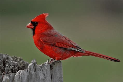 21 Common Birds Of North Carolina Birding Insider