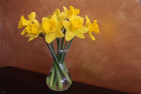 Daffodils Bouquet Nice Wallpapers 2816x1880