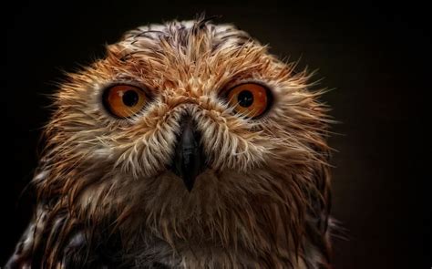 Absolutely Amazing Animals Closeup Photography By Johnny Brambach The