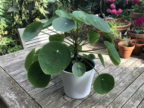 Dorůstá asi 30 cm na výšku i na šířku, je to vzpřímený sukulent s kulatými, tmavě zelenými listy na dlouhém řapíku. Pilea peperomioides (Chinese Money Plant) | World of ...