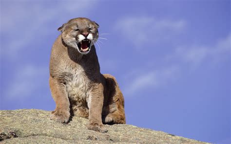 Cougar Hd Wallpaper Background Image 1920x1200 Id384628