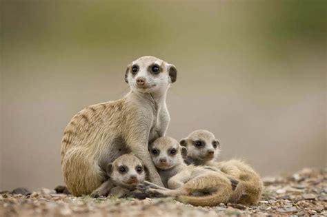 Meerkat Symbolism Dreams And Messages Spirit Animal Totems