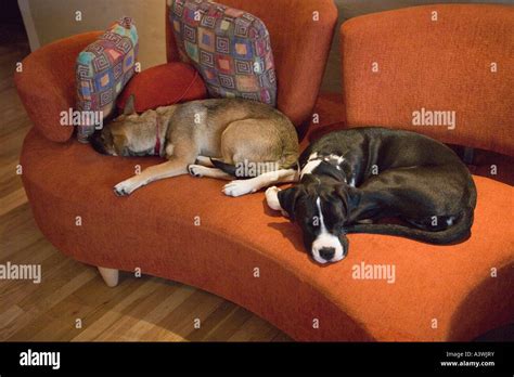Dogs Sleeping On Couch In Living Room Stock Photo Alamy