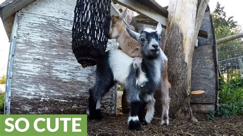 Playful Baby Goats Find A Fun Toy In The Farmyard Youtube