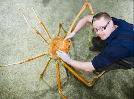 Camel spiders are part of the order solifugae (solpugids), which are mainly found in dry places. Crab Kong is biggest ever seen in captivity | Metro News