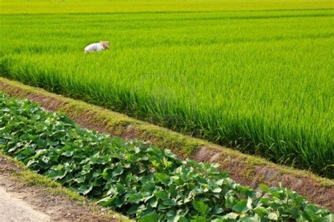 The Landscape Of Rice Fields With Farming Farmer At Taiwan Stock Photo