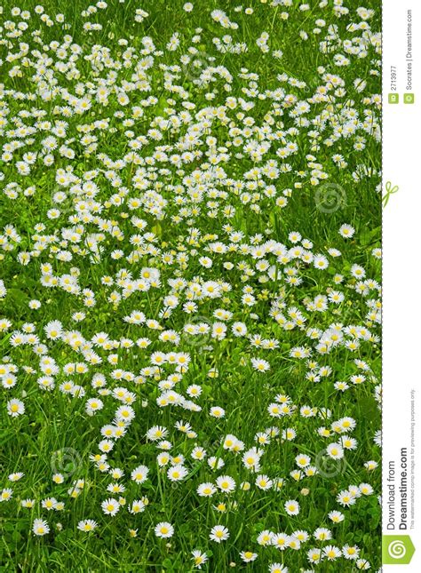 A Lawn Of White Flowers Royalty Free Stock Photography