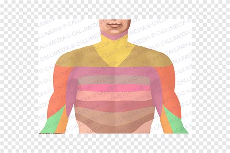 Shoulder Nerve Muscle Neck Thorax Png Clipart Anatomy Arm Dermatome