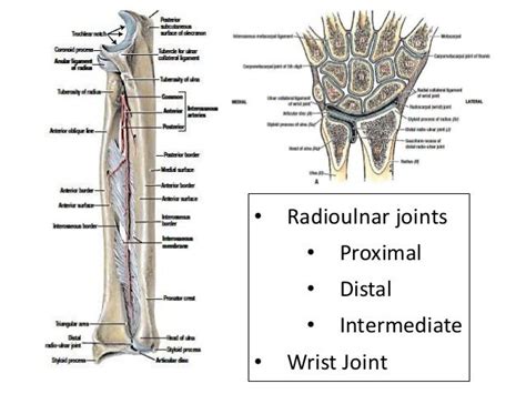 Radioulnar And Wrist Joints