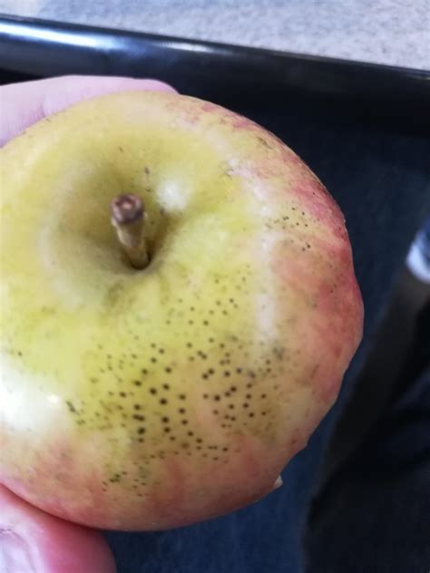 These Black Spots On My Apple Rwhatisthisthing