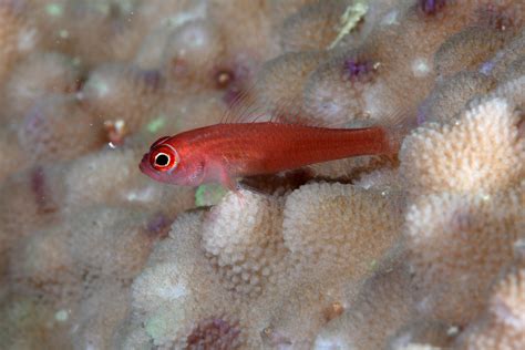 Redface Dwarf Goby Trimma Benjamini Chillin On The Coral Flickr