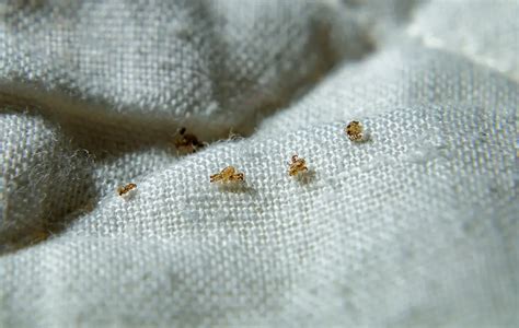 Head Lice And Bedding Facts Licedoctors