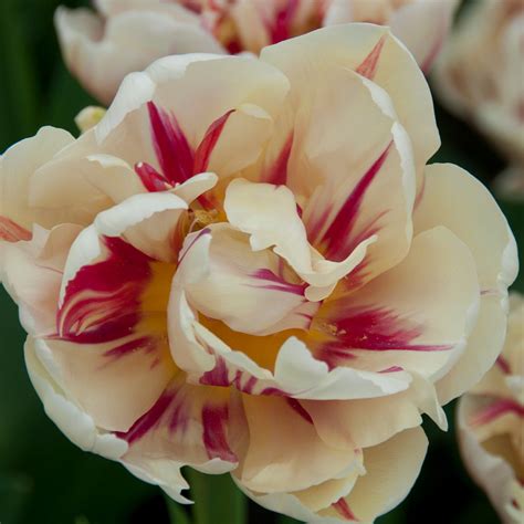 Tulip Flaming Margarita J Parker Dutch Bulbs