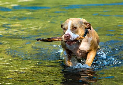 British Veterinary Association Warns Against Letting Dogs Fetch Sticks