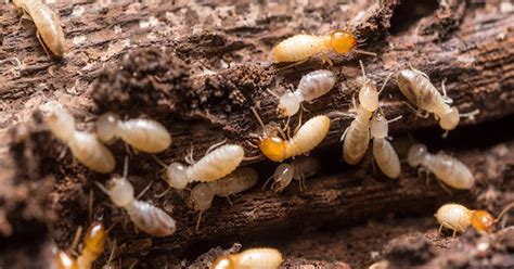 How To Get Rid Of Drywood Termite Swarmers Amazadesign