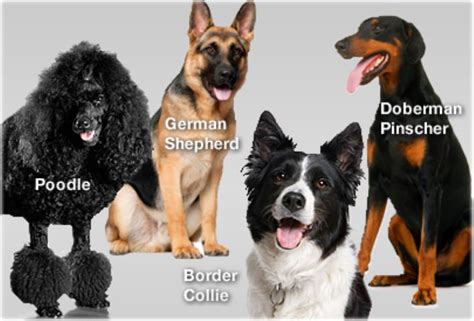 Smartest Dog Breeds Chart