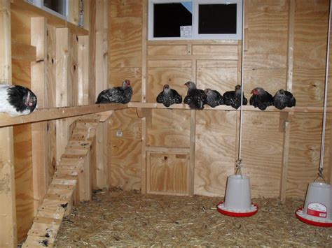 Very Recommended Chicken Roosting Ideas For Coop With Images