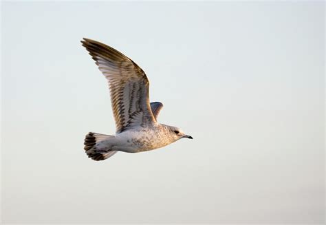 Juvenile Common Gull Photograph By John Devriesscience Photo Library