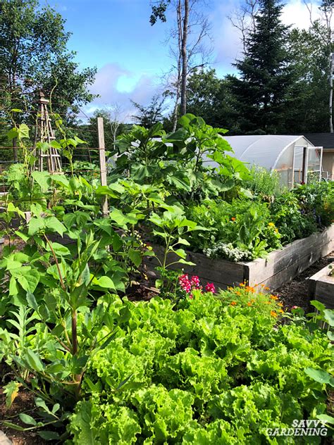 The Best Vegetables To Grow In Raised Beds 10 Easy To Grow Choices