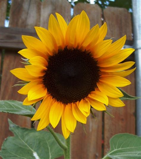 Image Result For Blooming Sunflower Blooming Sunflower Sunflower Bloom