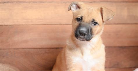 Black Mouth Cur Guide Lifespan Size And Characteristics