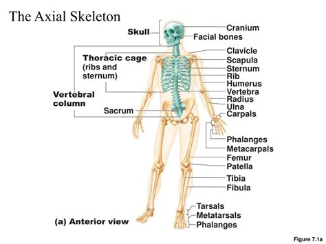 PPT Chapter The Skeleton PowerPoint Presentation Free Download ID