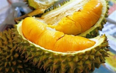 Tanaman durian memang tidak dapat di tanam di sembarang tanah, sehingga hanya di beberapa daerah anda bisa menemukan durian musang king dengan ukuran besar. Jual durian musang king di lapak kebunkita batu lutfianingtyas