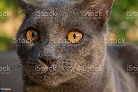 Gray Chartreux Cat Stock Photo Download Image Now Animal Themes