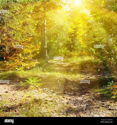 Sun Rays Illuminate Beautiful Autumn Forest Stock Photo Alamy