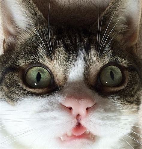 Meet The Adorable Wobbly Cat With A Cleft Lip Who Proves Its Not Okay