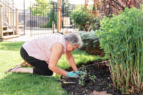 Older Woman Planting Flowers In A Backyard Garden On A Summer Day