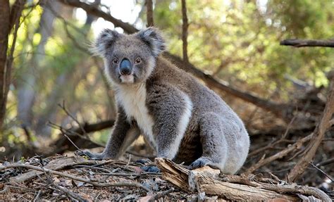 Savesave how does climate change affect animals for later. How does climate change affect animals?
