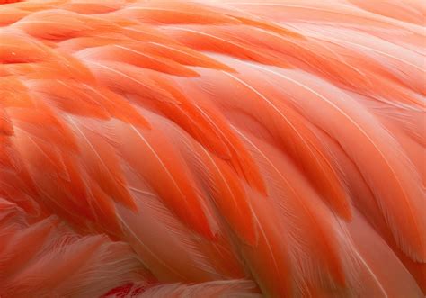 Feathers Bird Flamingo Wallpapers Hd Desktop And